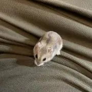 mryの画像