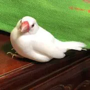 ひよの画像