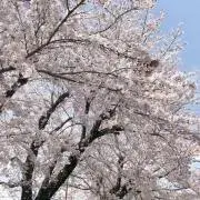 hanaの画像