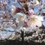 Sameshima