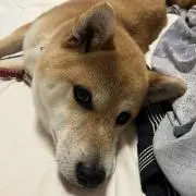 のり