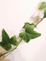 Kの画像