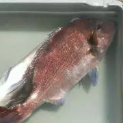 やま!の画像