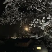 シルバーの画像