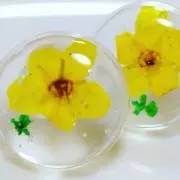 A-AKIKOの画像