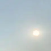 カラス