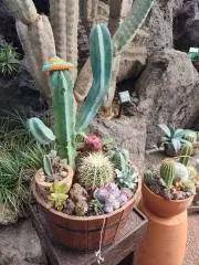 noaの画像