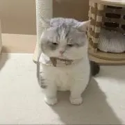 犬