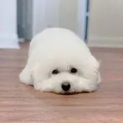 memeの画像