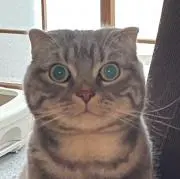 nikiponの画像