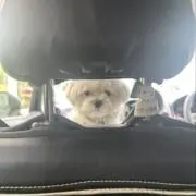 さんちゃん