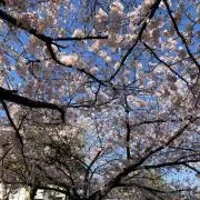 ももの画像