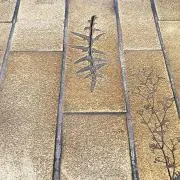 natumaiの画像
