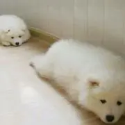 みゆみゆ◆◇の画像
