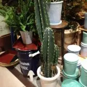 りょりょの画像