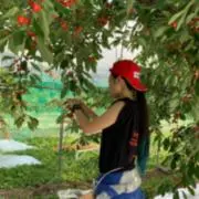 廣谷さくらんぼ園の画像