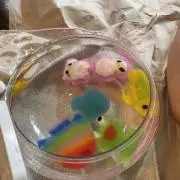 まめっちの画像