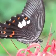 サンキュー358の画像