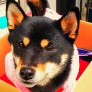 Babycom321の画像