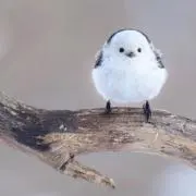 まるこの画像