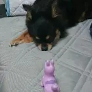 ペコの画像