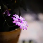 Amiの画像