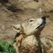うさぎの画像
