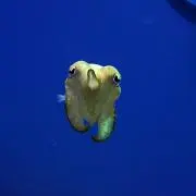 にっこにっこにの画像