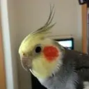 わたあめ1029