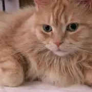 ココリオの画像