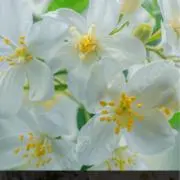 みっちゃんの画像