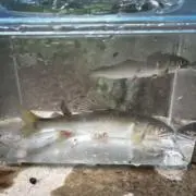 ろこもこx