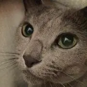 こびこ