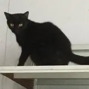 あるある