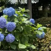 ポポ24時間以内に発送の画像
