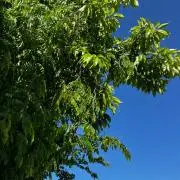とみーの画像