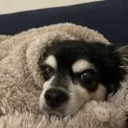 ラッキー@ドラゴンボールカード販売