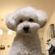 おぱつ