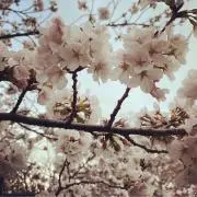 さくらの画像