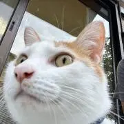 ながたけ。の画像