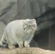 ショコの画像