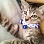 とらねっこの画像