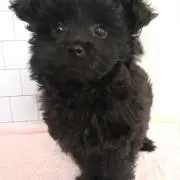 らぶりん