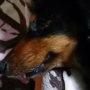 ともち