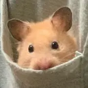 ヒラマサの画像