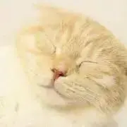 せたがやの画像