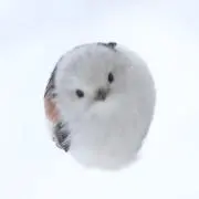 ‹珠›の画像