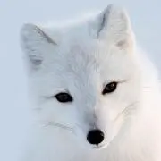 Hの画像