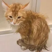ふじこ