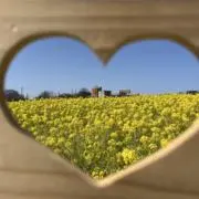 maaaの画像